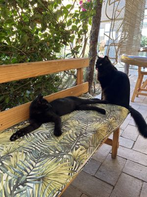   at La Selva de los Gatos in Oaxaca