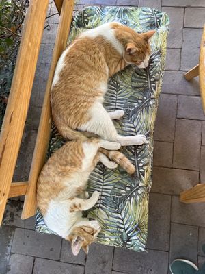   at La Selva de los Gatos in Oaxaca