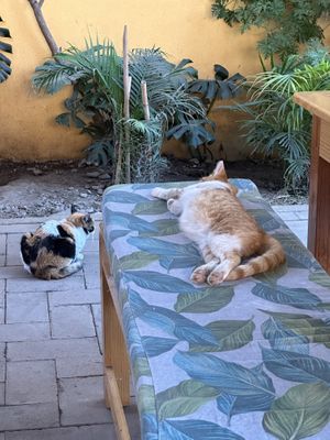   at La Selva de los Gatos in Oaxaca