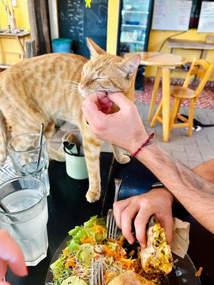   at La Selva de los Gatos in Oaxaca