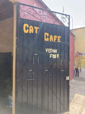 Cat Cafe!  at La Selva de los Gatos in Oaxaca