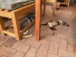 Cats  at La Selva de los Gatos in Oaxaca