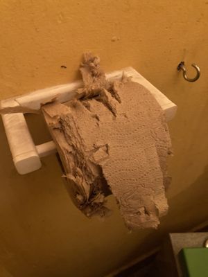 Cats have been in the toilets  at La Selva de los Gatos in Oaxaca