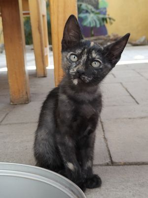  at La Selva de los Gatos in Oaxaca