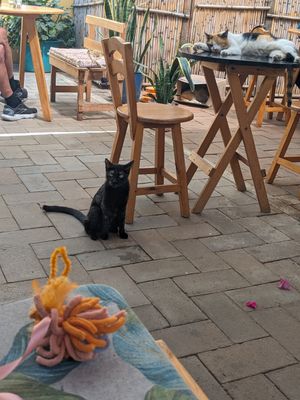 Cats! at La Selva de los Gatos in Oaxaca