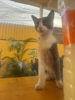  at La Selva de los Gatos in Oaxaca