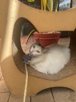  at La Selva de los Gatos in Oaxaca