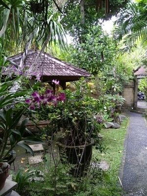 garden at Tasty Vegan in Seminyak