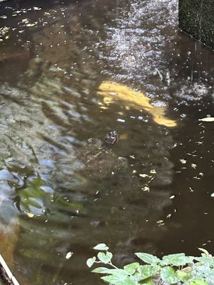   at Tasty Vegan in Seminyak