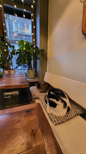  at Vegan Dükkan Lokanta - The Eatery in Istanbul