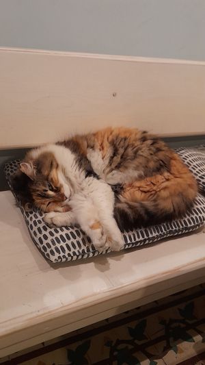  at Vegan Dükkan Lokanta - The Eatery in Istanbul