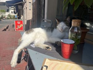 Breakfast companion   at Vegan Dükkan Lokanta - The Eatery in Istanbul