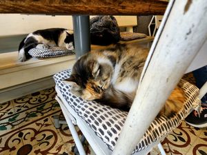 Cats at Vegan Dükkan Lokanta - The Eatery in Istanbul