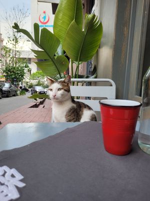 Cat at Vegan Dükkan Lokanta - The Eatery in Istanbul