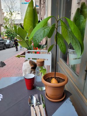 Cat at Vegan Dükkan Lokanta - The Eatery in Istanbul