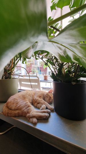  at Vegan Dükkan Lokanta - The Eatery in Istanbul