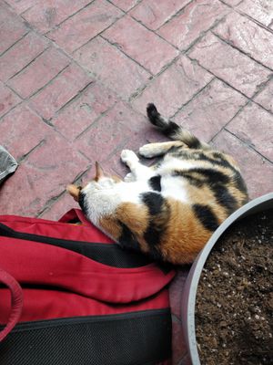 Cat at Vegan Dükkan Lokanta - The Eatery in Istanbul