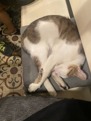 My companion  at Vegan Dükkan Lokanta - The Eatery in Istanbul