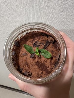 Tiramisu  at Vegan Dükkan Lokanta - The Eatery in Istanbul