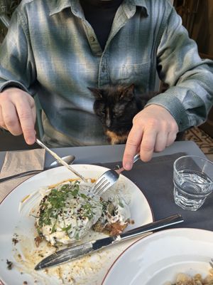 Borek + cat. She was totally unfazed by movement and sat there through three courses before randomly jumping down  at Vegan Dükkan Lokanta - The Eatery in Istanbul