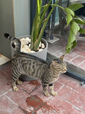   at Vegan Dükkan Lokanta - The Eatery in Istanbul