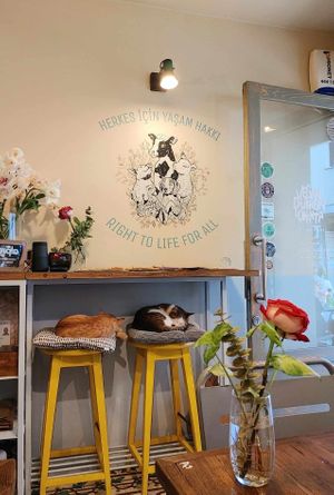 Cats 🥰😍 at Vegan Dükkan Lokanta - The Eatery in Istanbul