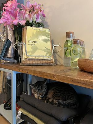 Complimentary tap water and cat. at Vegan Dükkan Lokanta - The Eatery in Istanbul