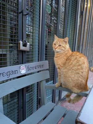  at Vegan Dükkan Lokanta - The Eatery in Istanbul