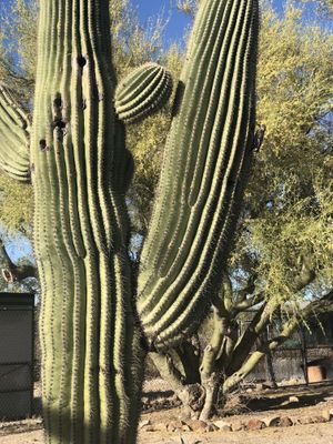 Watching her inspect her home    at Rancho Vegano in Tucson