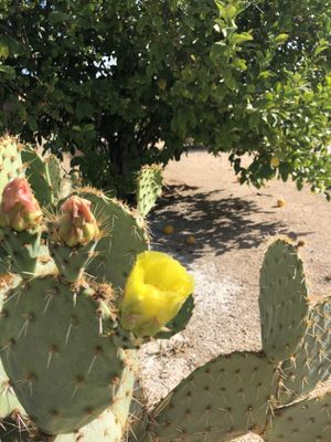   at Rancho Vegano in Tucson