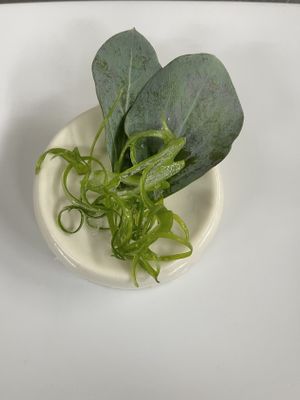 Vegan pine nut panna cotta with oyster leaf  at The Vault Wine Bar in Blaine