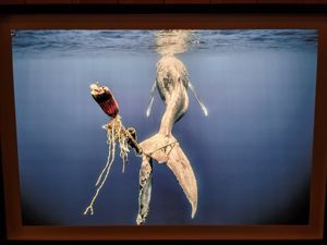 Photo Wildlife photographer of the year at Natural History Museum in South West London