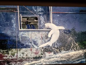 Wildlife photographer of the year at Natural History Museum in South West London