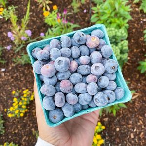 Local Blueberries at Concord Food Co-op in Concord