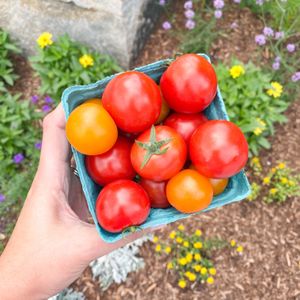 Local cherry tomatoes at Concord Food Co-op in Concord