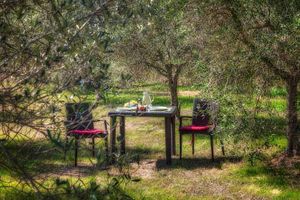 Vegan 5 course dinner in an olive grove. Home restaurant .  at The Vegan Cypress in Magione