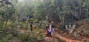 In the forest, planting! at Sadhana Forest Seva Kitchen in Auroville