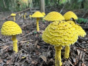  at Sadhana Forest Seva Kitchen in Auroville