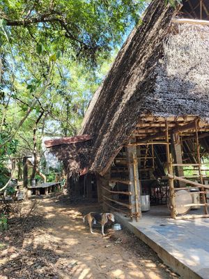  at Sadhana Forest Seva Kitchen in Auroville