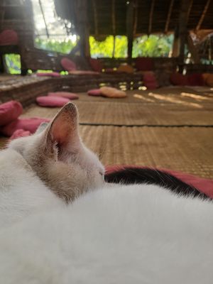  at Sadhana Forest Seva Kitchen in Auroville