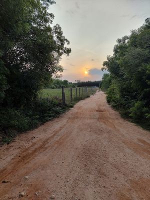  at Sadhana Forest Seva Kitchen in Auroville
