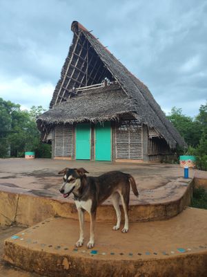  at Sadhana Forest Seva Kitchen in Auroville