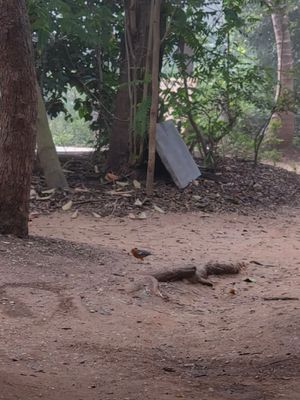 Beautiful mornings with beautiful birds at Sadhana Forest Seva Kitchen in Auroville