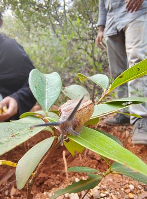 Found this cutie while digging at Sadhana Forest Seva Kitchen in Auroville