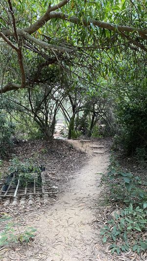 Forest trail passing the nursery  at Sadhana Forest Seva Kitchen in Auroville
