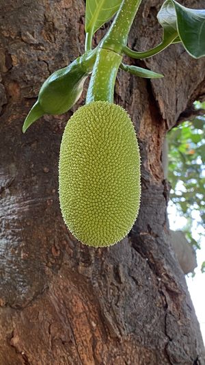 Jackfruit 💚  at Sadhana Forest Seva Kitchen in Auroville