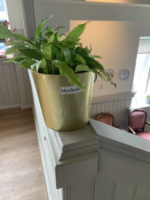 Yea the plants are adorable and have names   at Valkyrjan Bistro & Bar in Reykjavik