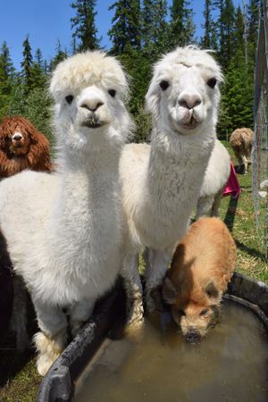  at Piece of Heaven Project in Burton