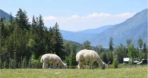  at Piece of Heaven Project in Burton