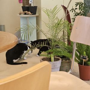   at Cosmos Grocery Cafe in Seoul